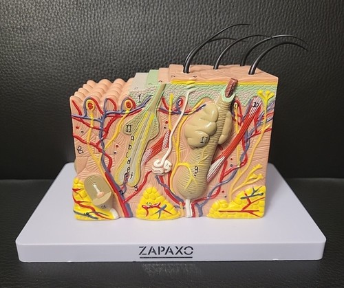 Zapaxo skin layers hair - zapaxo,