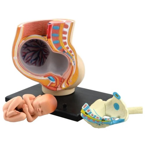 Human women pregnant pelvis - human,
